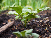 7th May 2025 - Watching my potatoes grow