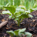Watching my potatoes grow