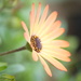 Daisy~~~~