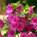 Spring Flowers 