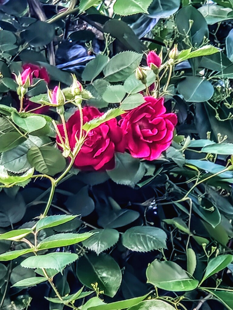 Roses in the early hours by alyclark