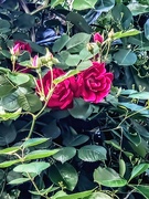 7th May 2025 - Roses in the early hours