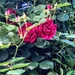 Roses in the early hours