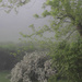 Foggy morning