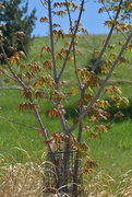 7th May 2025 - Pretty Tree 