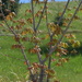 Pretty Tree 