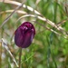 A Single Tulip...