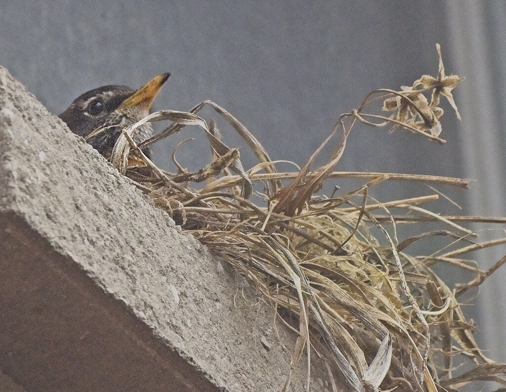 Someone's On the Nest by gardencat