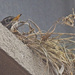 Someone's On the Nest