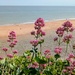 Red valerian on the cliff top by boxplayer