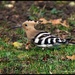 Hoopoe