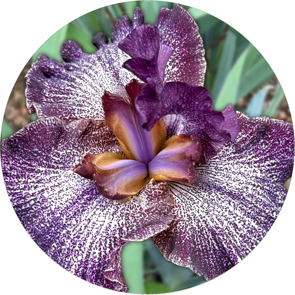 Unusual Coloring by shutterbug49