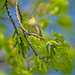Palm Warbler