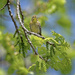 Palm Warbler 2