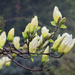 Misty Morning Magnolia