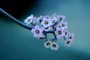 8th May 2025 - tiny wonders