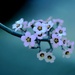 tiny wonders