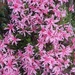 Azalea 