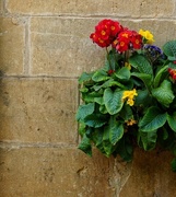 7th May 2025 - Cotswold Stone Cottage Flowers