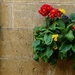 Cotswold Stone Cottage Flowers