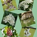 Blossom Trail