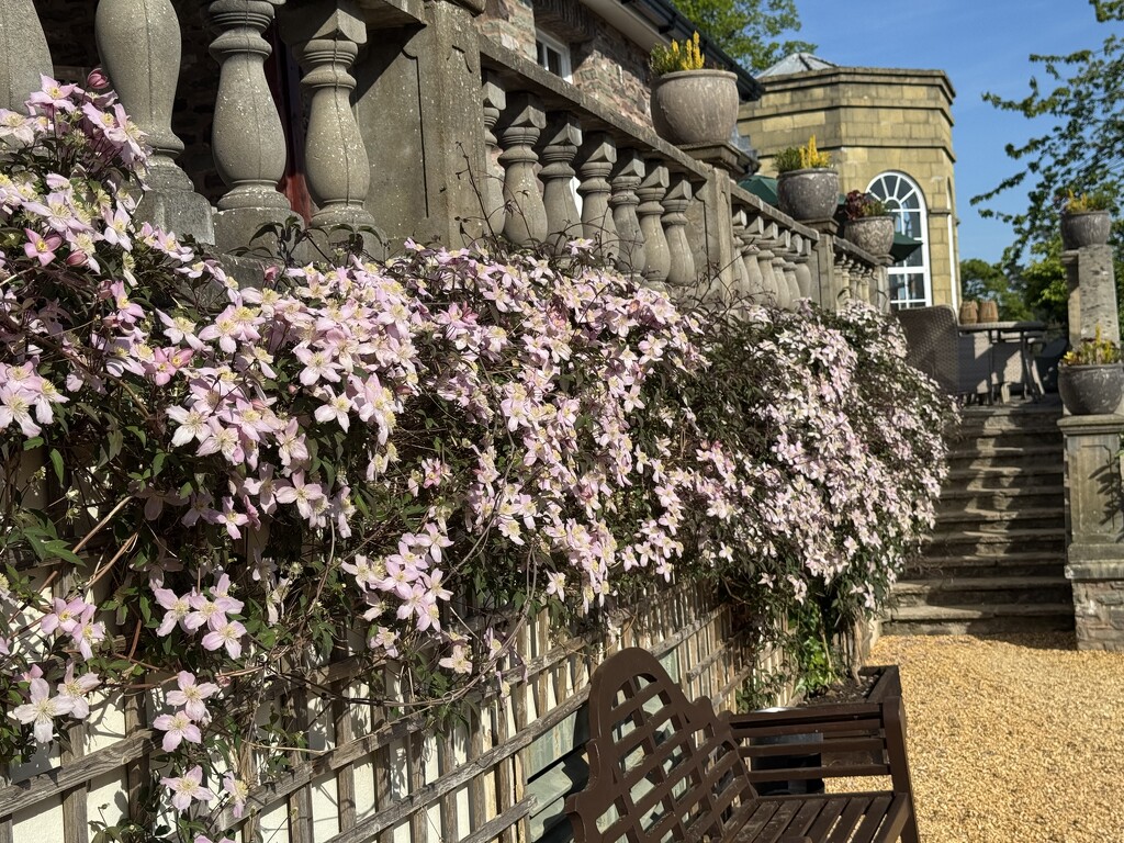 Clematis Montana at Peterstone Court by susiemc