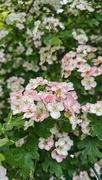 7th May 2025 - May blossom
