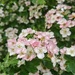 May blossom