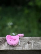 7th May 2025 - His little piggy didn’t make it home