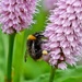 Pollen Collector