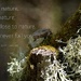 WSL-11