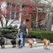 A Spring Walk