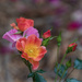 More Happy Chappy Roses
