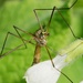 CRANE FLY - ALL IN A TANGLE 