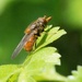 RHINGIA CAMPESTRIS