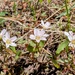 Western Spring Beauties 
