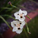 Happy Flowers on a Rainy Day
