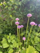 7th May 2025 - #BloomScrolling