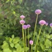 #BloomScrolling
