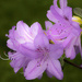 Azaleas