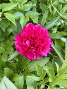 7th May 2025 - Peony from my garden 