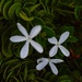 5 2 Natal Plum flowers