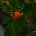 5 2 Rosehips