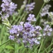 Waiting for Bees