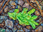 7th May 2025 - It's Not a Leaf