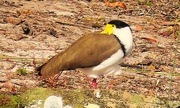 8th May 2025 -  The Masked Lapwing  -  Vanellus miles.. 
