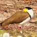  The Masked Lapwing  -  Vanellus miles.. 