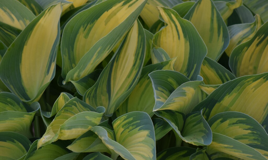 5-7-25 Plantain Lily by richyoung