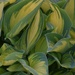 5-7-25 Plantain Lily