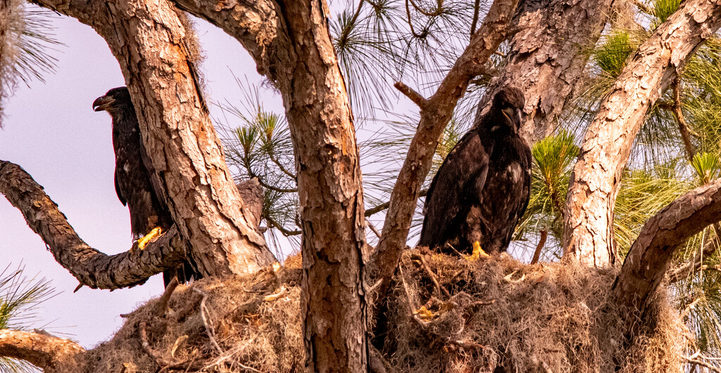 The Baby Eagles on Guard for Mom or Pop! by rickster549